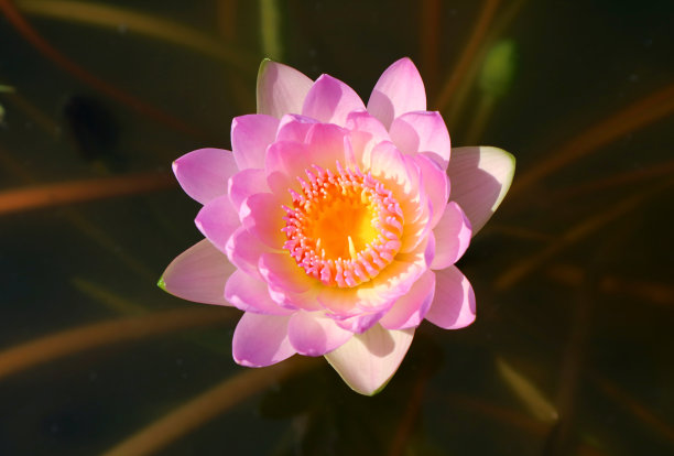 阳光下盛开的圣莲俯视图图片下载