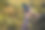 成熟男人的手在草地上使用智能手机图片下载