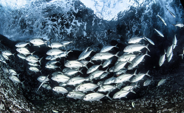 鱼群在蓝色的热带海水下游动。水下野生动物世界中的鱼类。印度洋野生动物的观察。马尔代夫海岸的潜水冒险。复制文本空间图片下载