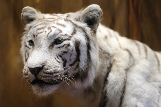 阿姆斯特丹动物园的白虎图片下载