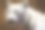 阿姆斯特丹动物园的白虎图片下载
