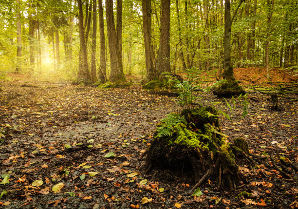 根与蕨类在干燥沼泽秋季景观。宁静的捷克自然背景图片下载
