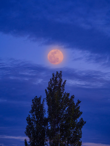月亮和树图片下载