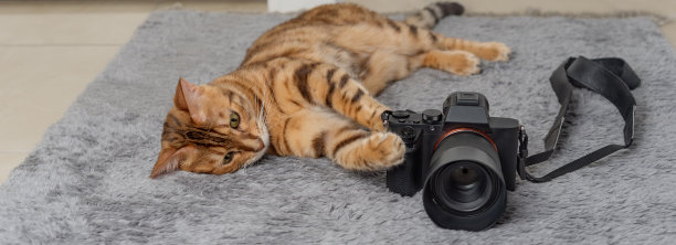 一只孟加拉猫躺在地毯上的相机旁边。图片下载