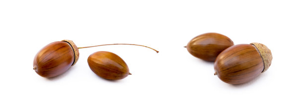 成熟的橡子孤立图片下载