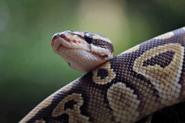 球蟒蛇靠近树枝图片下载