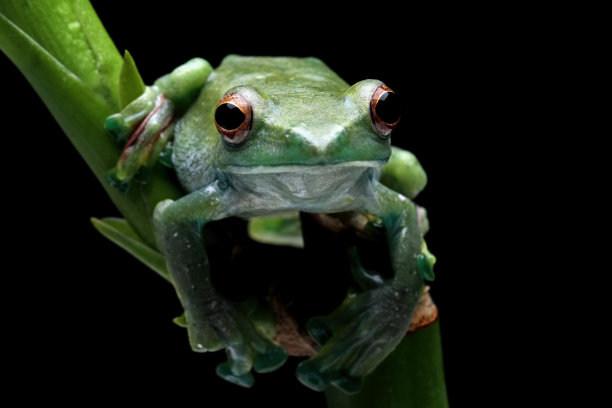 玉树蛙，树蛙图片下载