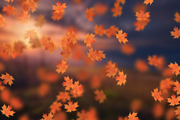 田园诗般的美丽，模糊的秋景与秋叶在阳光下，户外的日子在金秋图片下载