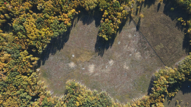 被工业砍伐的森林地区图片下载