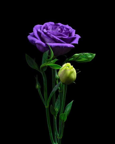 一种紫色的花，叶绿色，花蕾孤立于黑色背景上。图片下载