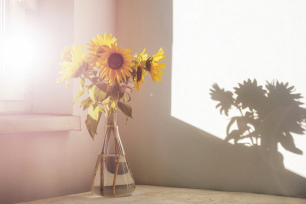 阳光下，太阳花束在白墙的玻璃花瓶里图片下载