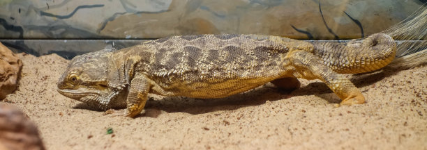 圈养的长须龙蜥蜴。关闭视图图片下载