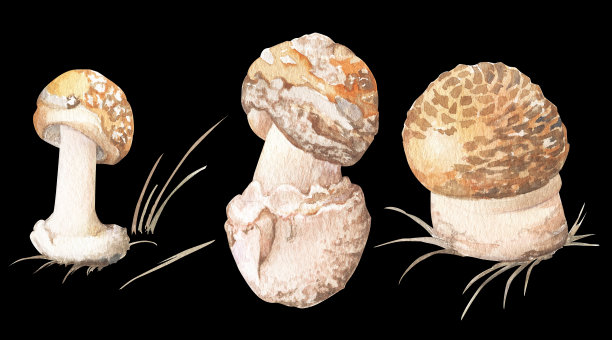 黑色背景上的毒鹅膏水彩画图片下载