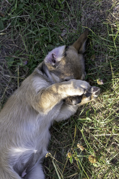 可爱的小狗在稻草上睡觉图片下载