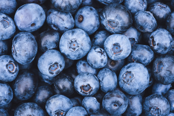 新鲜采摘的蓝莓作为背景与复制空间的文本。健康饮食观念。有机超级食品零食。夏日浆果背景图片下载