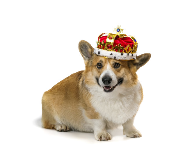 有趣的柯基狗小狗坐在一个白色背景的皇家金王冠图片下载