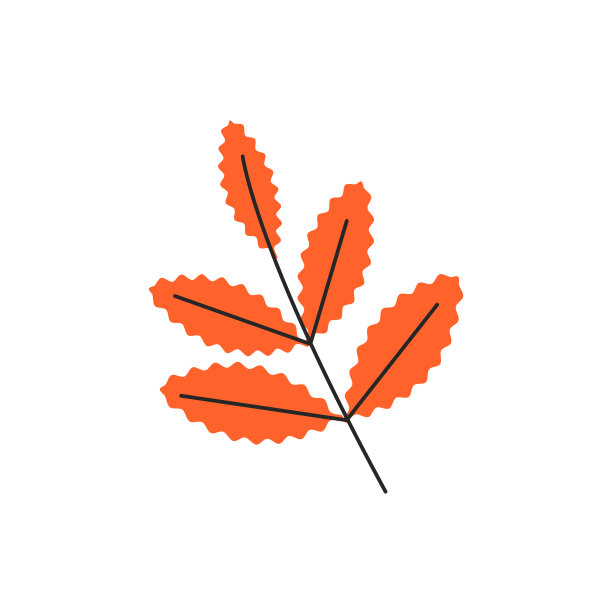 白色背景上孤立的橙色玫瑰果状分枝图片下载