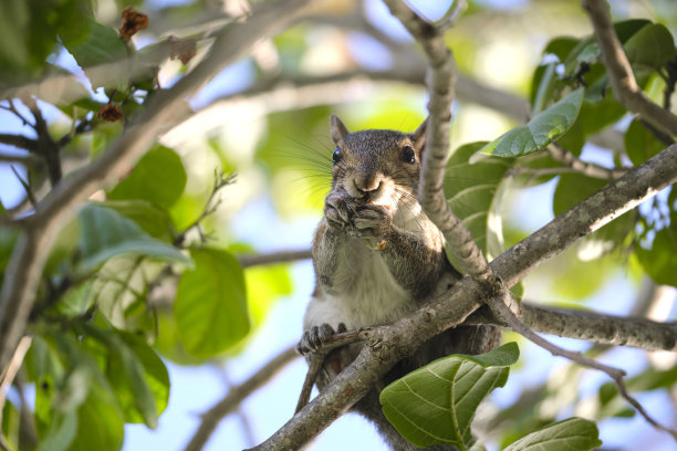 美丽的野生灰松鼠在夏日小镇公园的树上吃坚果图片下载
