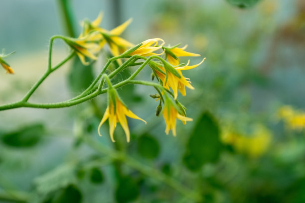 绿色叶子中的黄色番茄花，特写。盛开的番茄植物出版，海报，屏幕保护程序，墙纸，明信片，横幅，封面，帖子。高质量的照片图片下载