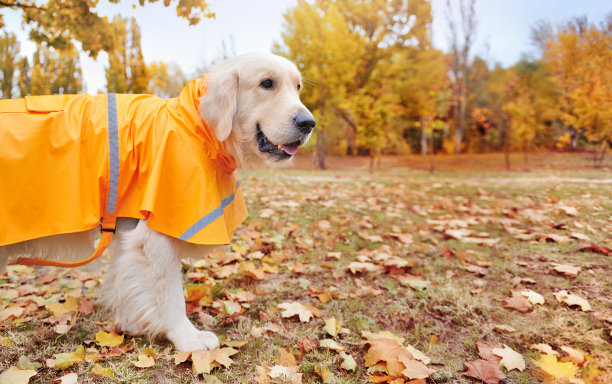 宽大的横幅上有一只穿着雨衣的金毛猎犬，背景是秋天的公园图片下载