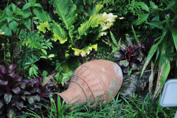 丛林中遗留的古老陶器图片下载