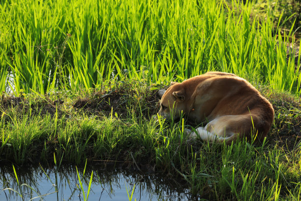 一只长着棕色短发的泰国狗躺在稻田外面的绿色草地上。图片下载