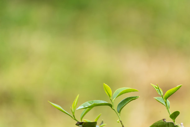 茶树有机农场的绿茶树叶田间植物。近树茶园山绿色自然背景在早上。农场中鲜嫩嫩芽草本绿茶树图片下载