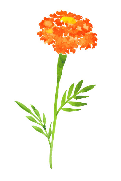 金盏花花。手绘插图在水彩隔离在白色背景。墨西哥节日的象征亡灵节。图片下载