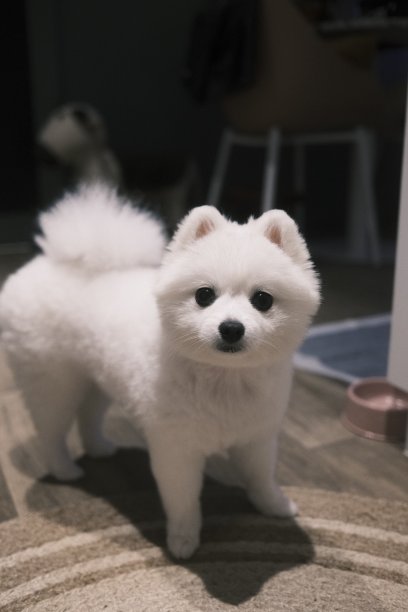 小狗的眼睛图片下载