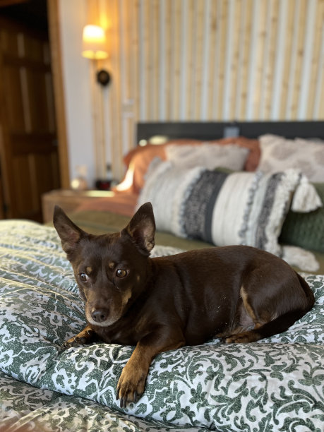 达奇松德坐在床上图片下载