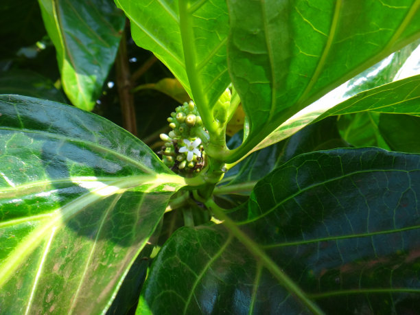 印度黑莓树叶细节图片下载