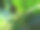 Detalhe folha - árvore - natureza
印度黑莓(Morinda citrifolia)的叶子细节在树上本身的自然。图片下载