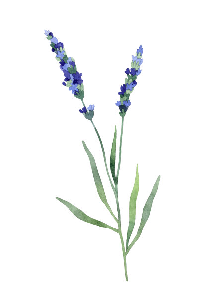 水彩薰衣草插图。手绘的树枝，蓝色的花朵和白色背景的树叶。草药和芳香疗法图片下载