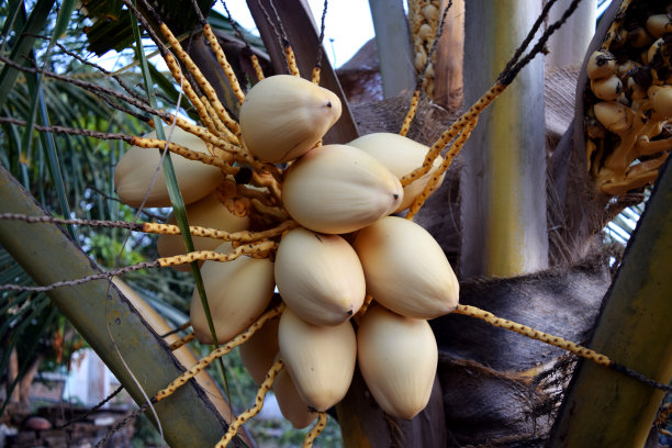 年轻的象牙椰子图片下载