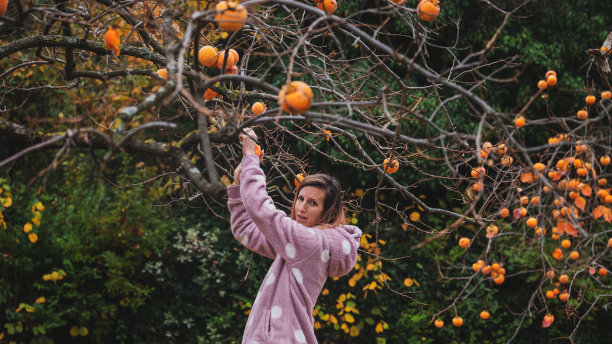 身穿粉色毛衣的年轻白人女子正在收获自家种植的柿子图片下载