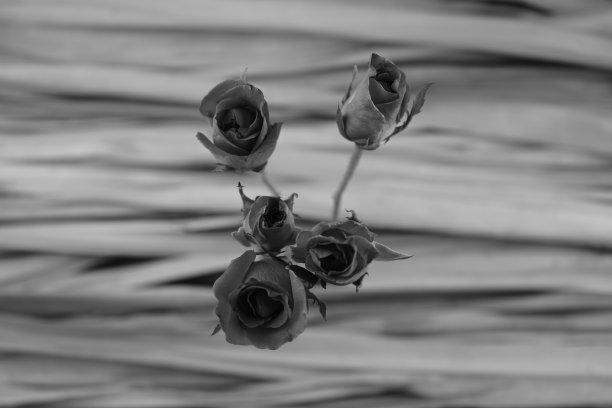 复古、怀旧或经典的概念。黑色和白色的花，玫瑰在干燥的棕榈叶背景下。图片下载