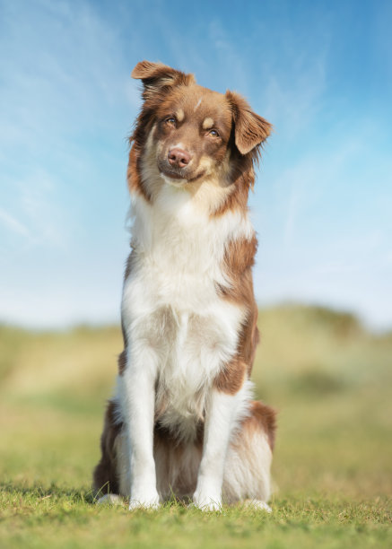 漂亮的狗图片下载