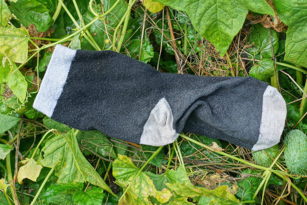 一只由织物制成的黑白色袜子躺在绿叶上图片下载