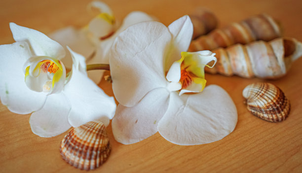 棕色背景上的大型白色兰花图片下载