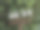 四个旧的白瓷绝缘子放在一根锈蚀的、破败的柱子上，几根旧电线连接在植物的叶子和树枝旁边图片下载