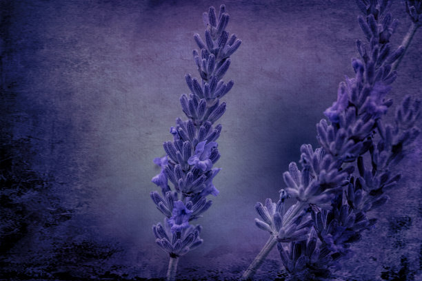 薰衣草图片下载