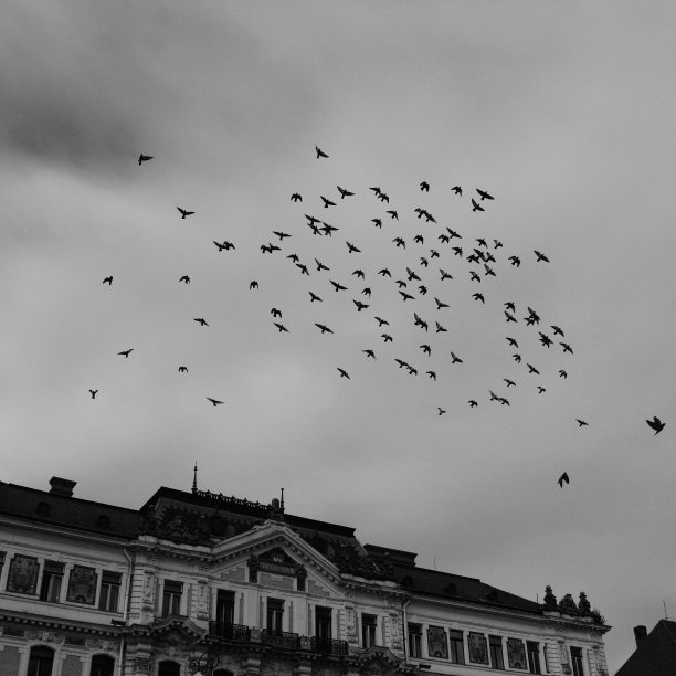 飞行组图片下载