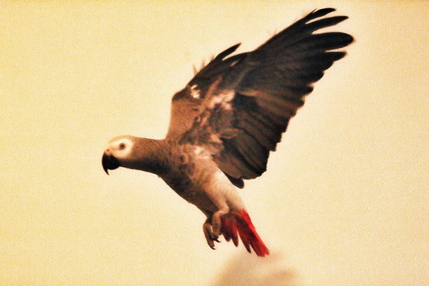 一只宠物非洲灰鹦鹉在屋子里飞来飞去图片下载