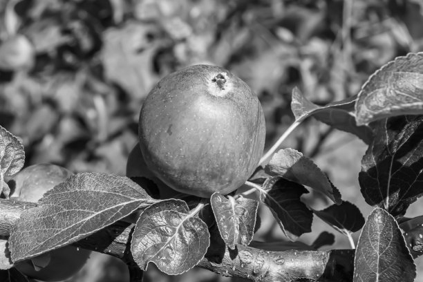 苹果树图片下载