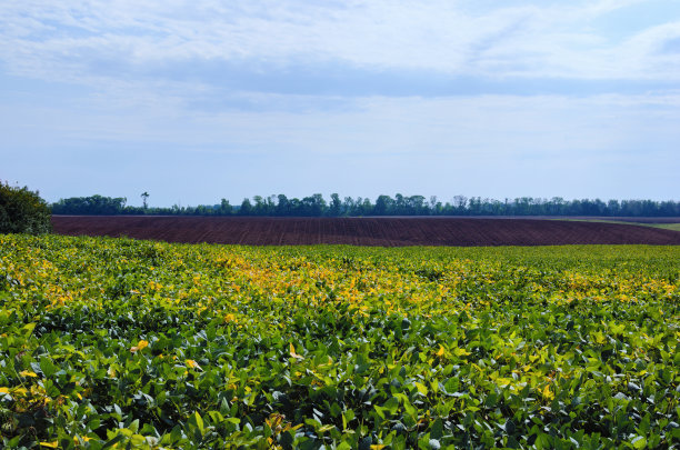 种植大豆的农田。在蓝天的衬托下，收获后的农田。没有植物的空地。刚耕过的土壤，有耕过的痕迹和纹理图片下载