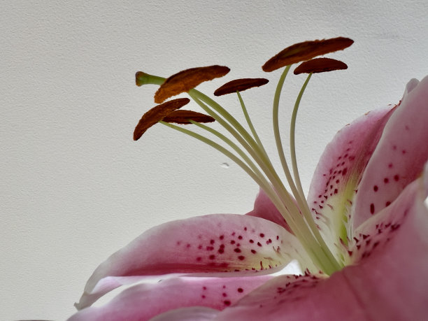 粉红百合的微距照片图片下载