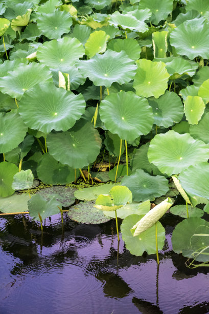 湖中荷花的特写镜头图片下载