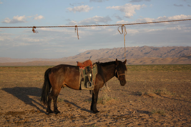 一只蒙古马在宁静的沙漠，戈壁，南蒙古。这些马对游牧家庭来说是珍贵的。图片下载