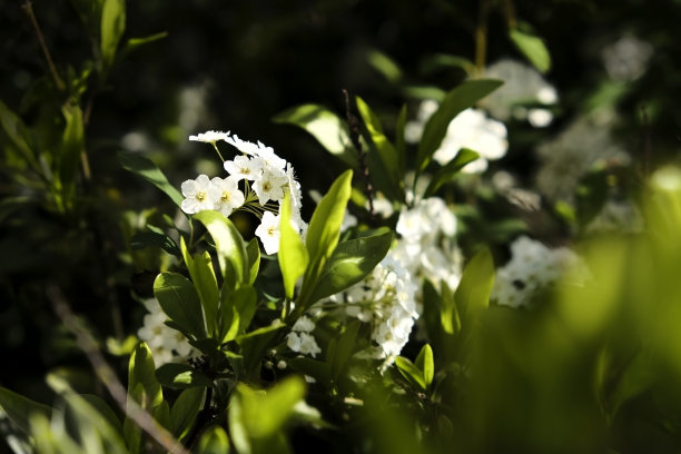 一簇精致的里夫绣线菊或五月灌木花图片下载