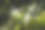 一簇精致的里夫绣线菊或五月灌木花图片下载